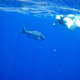 Image for article titled Review: Pentax W60 Waterproof Camera Catching Whale Sharks